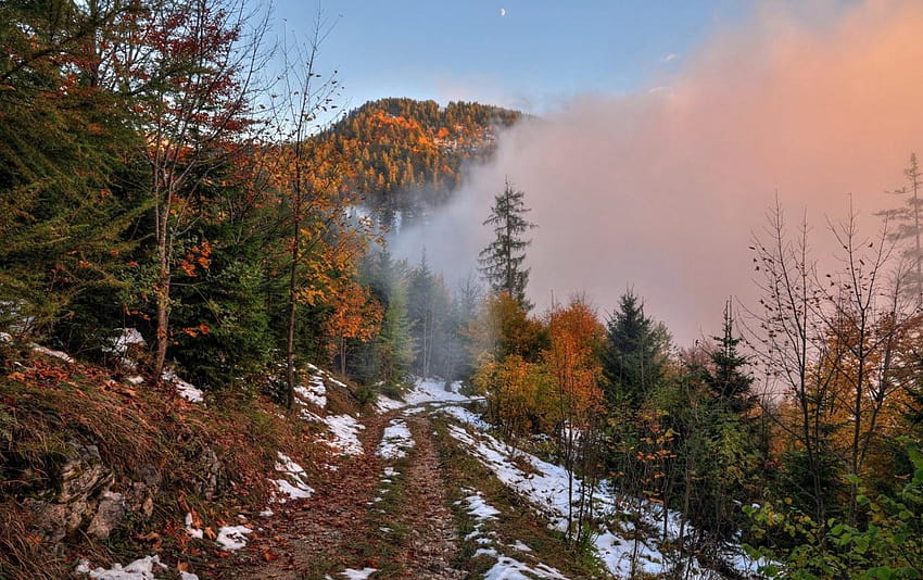 Autumn Trees Path Hills Foggy, snowy autumn trees HD wallpaper