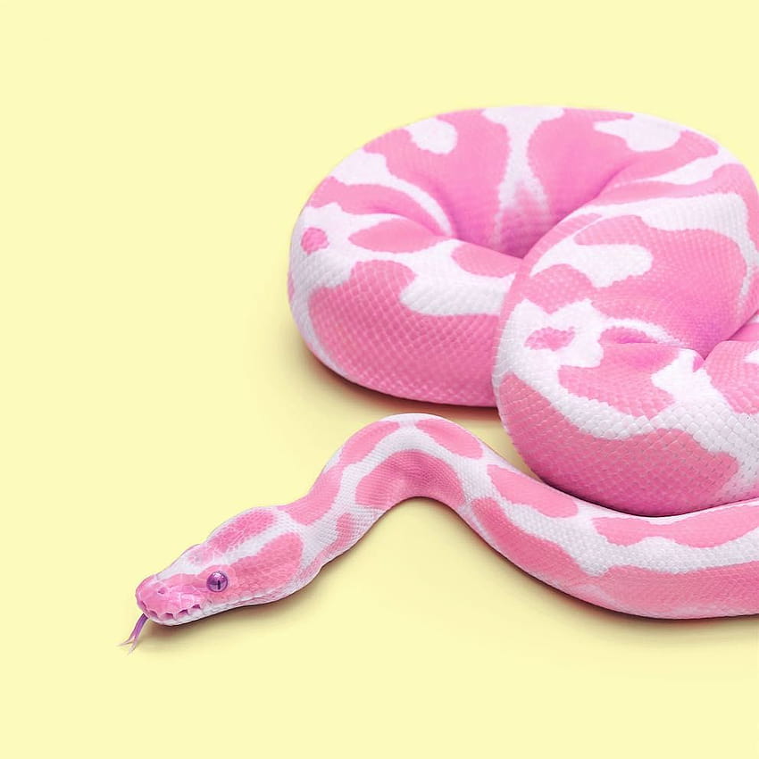 Wąż ...pinterest, słodkie węże Tapeta na telefon HD