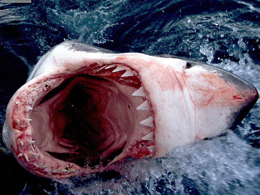 HQ : Beautiful White Shark Mouth / 2013, bocca di Sfondo HD
