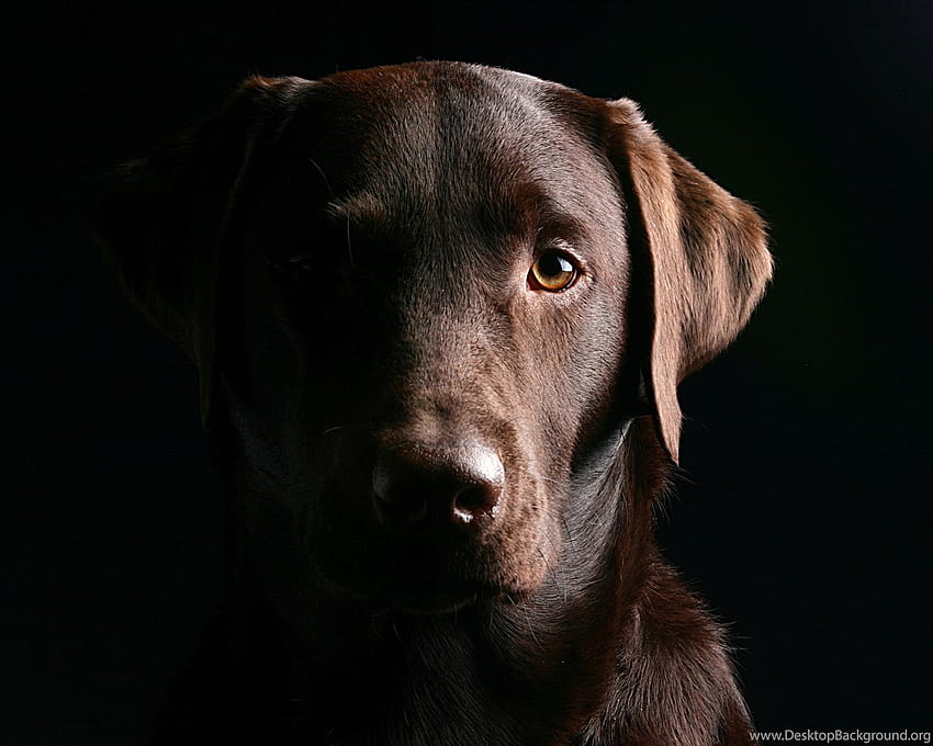 Gallery for Chocolate Lab Backgrounds, brown lab Tapeta HD