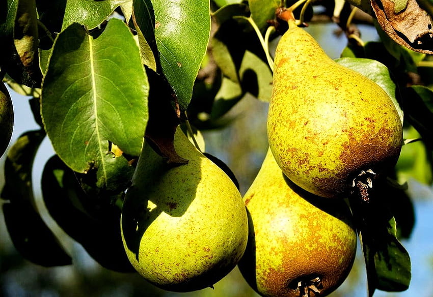 Fruits, Pear, Fruit Tree, pear fruit HD wallpaper