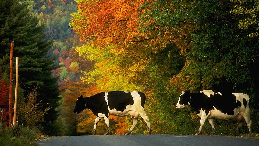 牛。 Nature for Android ...apkpure, 家畜 高画質の壁紙