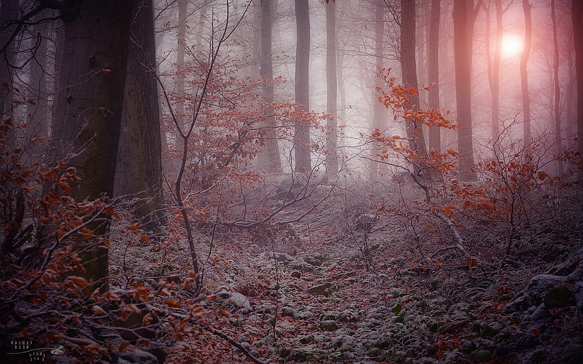 Winter mystic forest, mystic winter landscape HD wallpaper