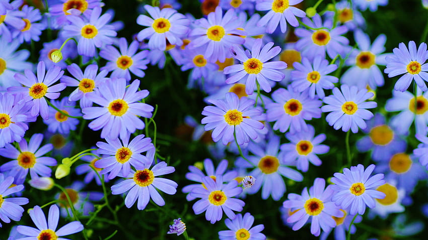 Marguerite daisy Plants Blue flowers macro graphy Ultra for Mobile Phones and laptop 3840x2400 : 13 HD wallpaper