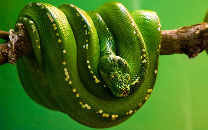 Python, snake HD wallpaper