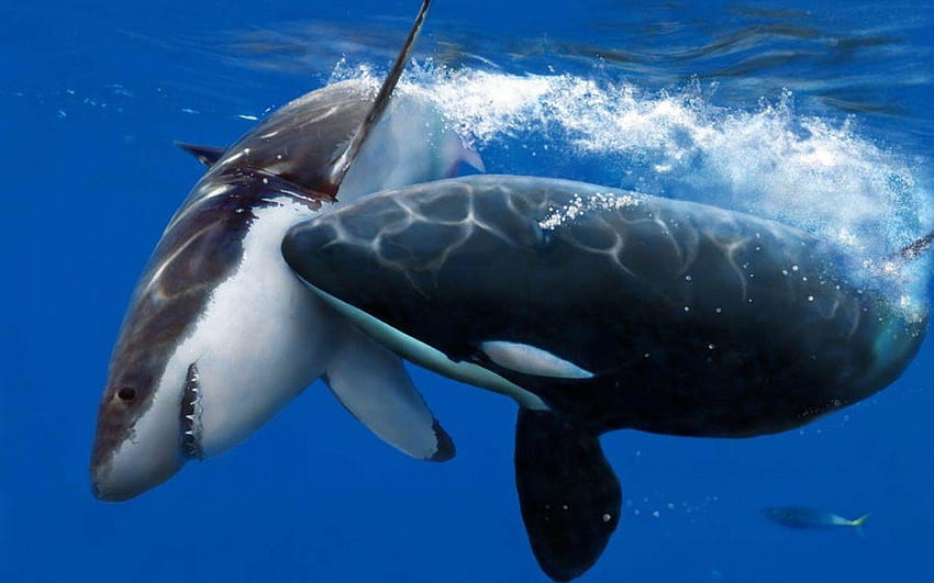 Paus pembunuh di bawah air liar. Paus pembunuh un... Orca di bawah air, orcas Wallpaper HD