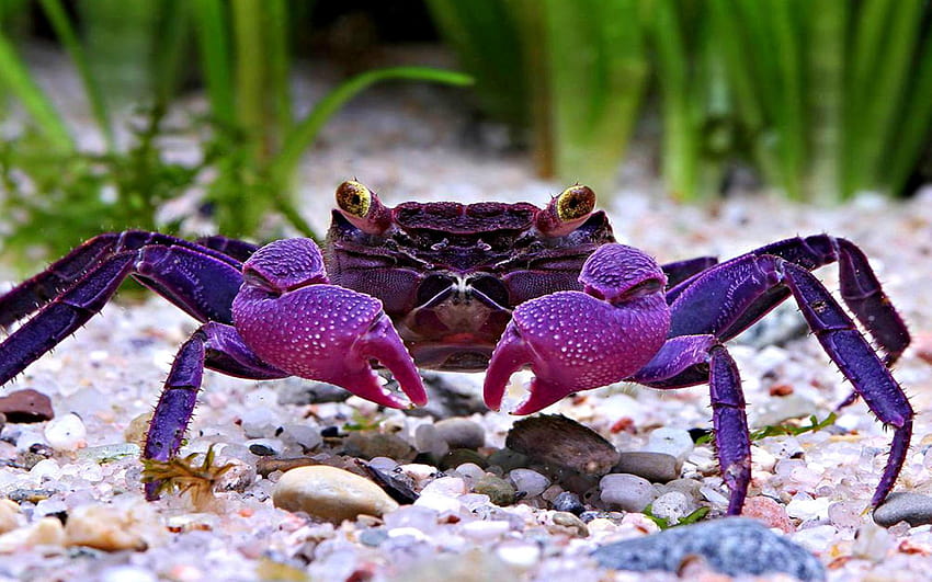 Crab , Top Crab Pics, 100% Quality, crabs HD wallpaper