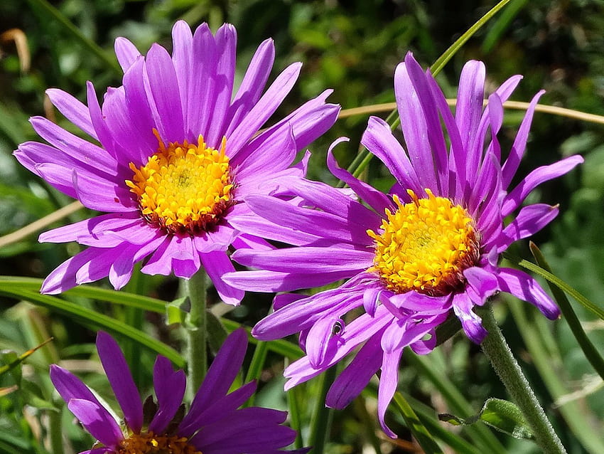 Plants Alpine Aster Purple Flower Blooms At The End Of The Spring, european spring HD wallpaper