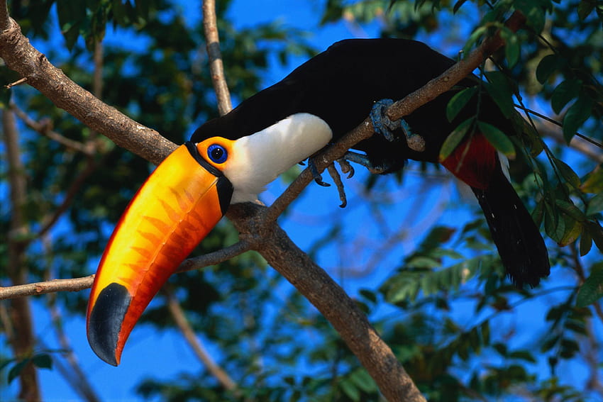 1600x900 Toucans Wildlife Birds 1600x900 Resolution , Backgrounds, and, wild life HD wallpaper