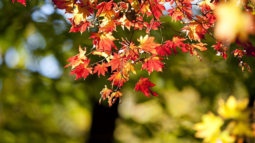 autumn, nature, leaves, bokeh, blur, , background, bc8ed1, autumn leaves blurry HD wallpaper