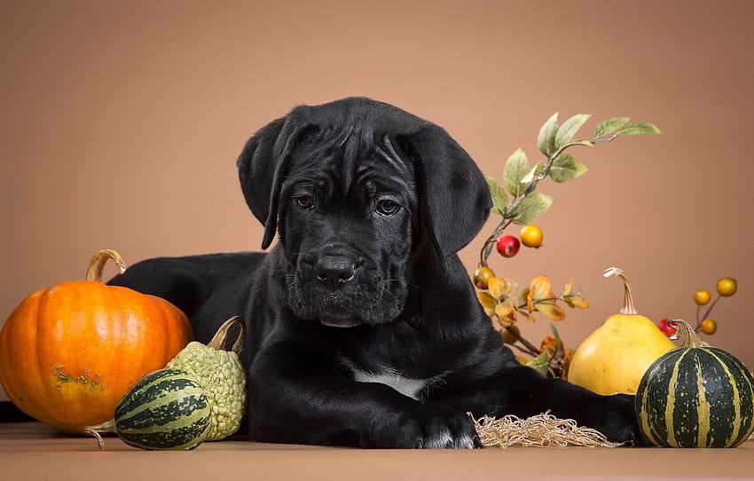 black, puppy, pumpkin, serious, cane Corso , section собаки, thanksgiving dogs HD wallpaper