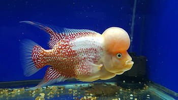 Flowerhorn HD wallpaper | Pxfuel