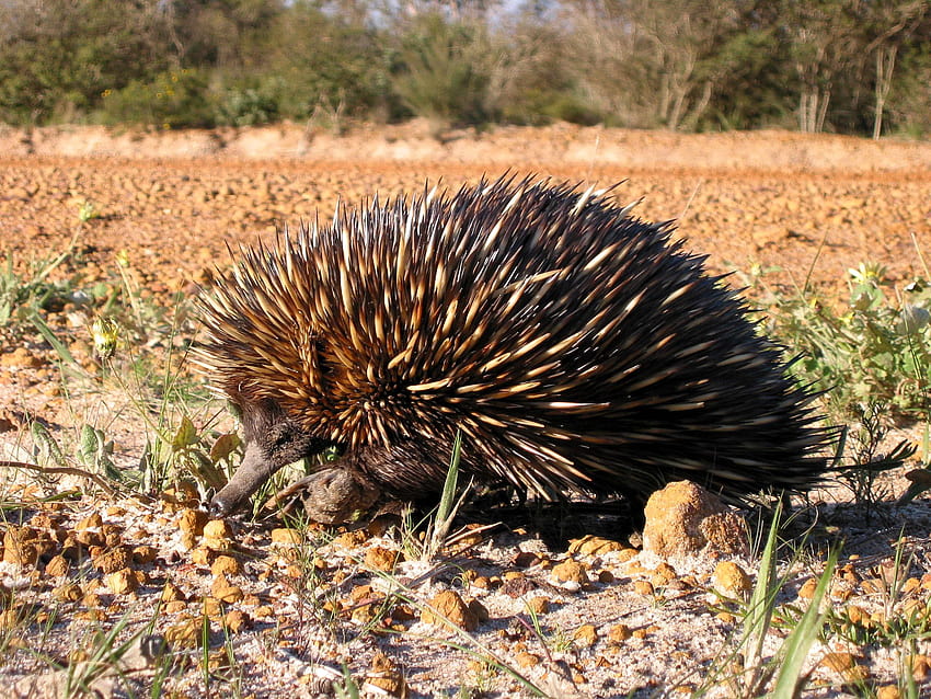 : echidna, spiny, anteater, animal HD wallpaper