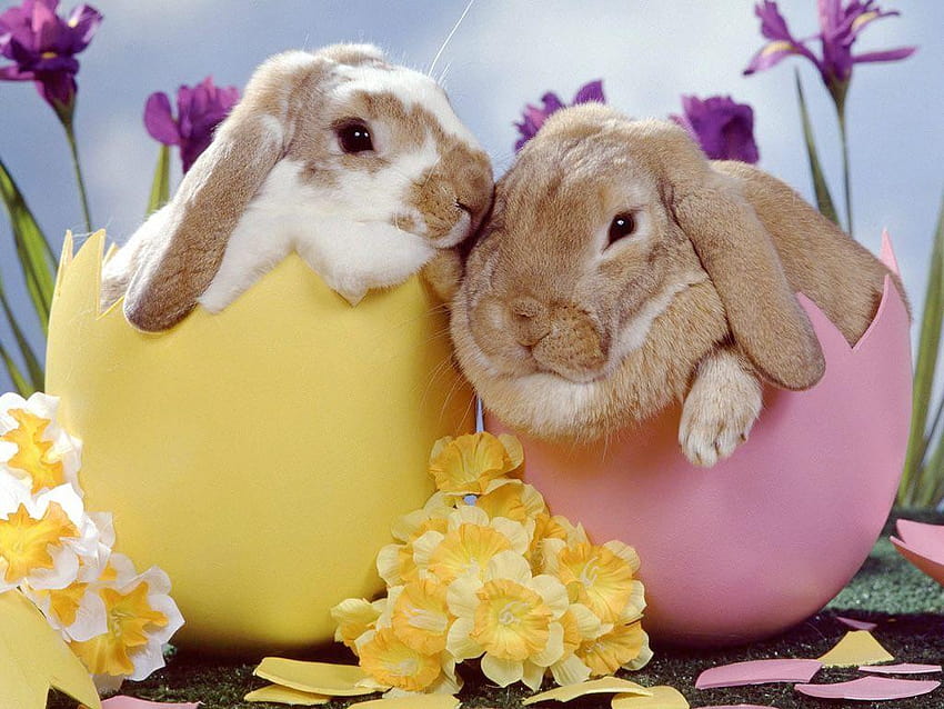 Baby Easter Bunny, słodkie króliczki wielkanocne Tapeta HD
