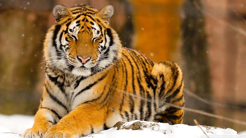 Animals, Tiger, Snow, Sleeping, Nature / and, tigers sleeping HD ...