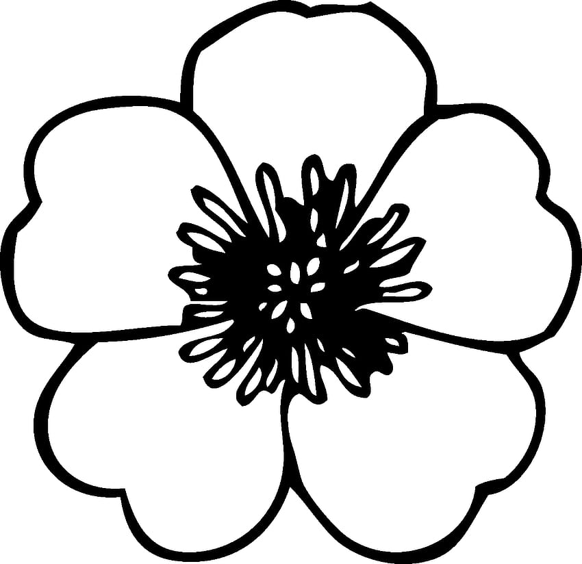 Papatya çiçeği Siyah Beyaz Clipart PNG Transparent Background, çiçek clipart HD duvar kağıdı
