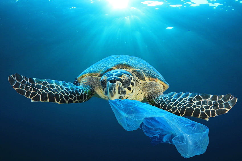 How plastics affect sea turtles – Bee's Wrap HD wallpaper