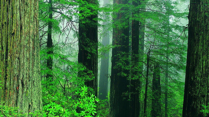 redwood national park HD wallpaper