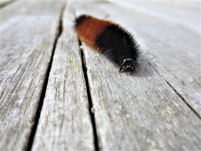Woolly Bear Caterpillar Approaching HD wallpaper