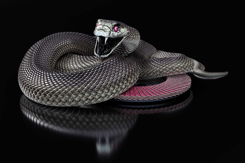 black cobra snake Gallery, neon snakes HD wallpaper