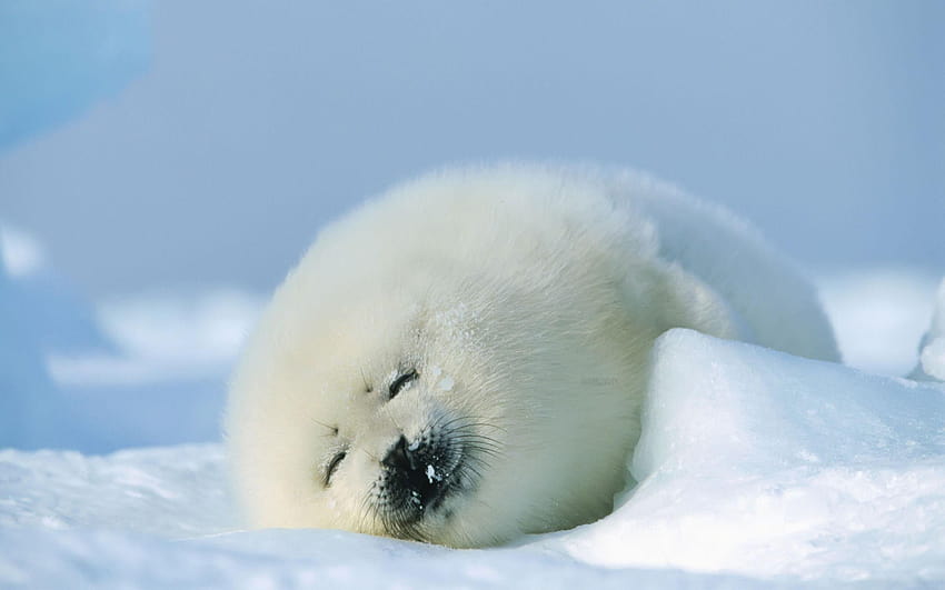 Seal cub Baby Animals Animals in jpg format, seals HD wallpaper