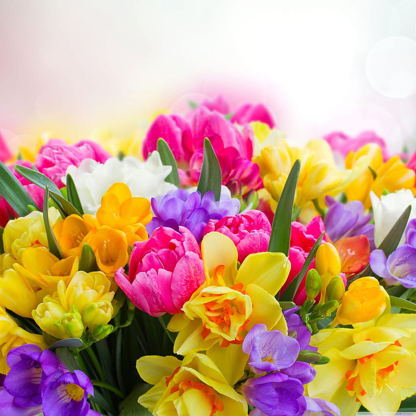 Beautiful Wide Spring Flowers ...line.17qq, spring flowers ultra HD phone wallpaper