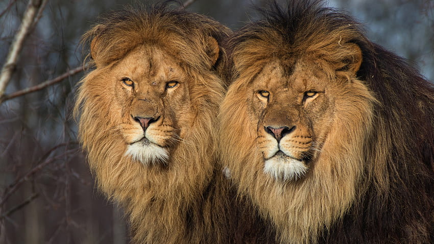 Two lions, wildlife 3840x2160 U HD wallpaper