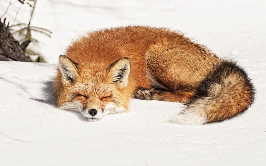 fox, Sleep / and Mobile Backgrounds, sleeping foxes HD wallpaper