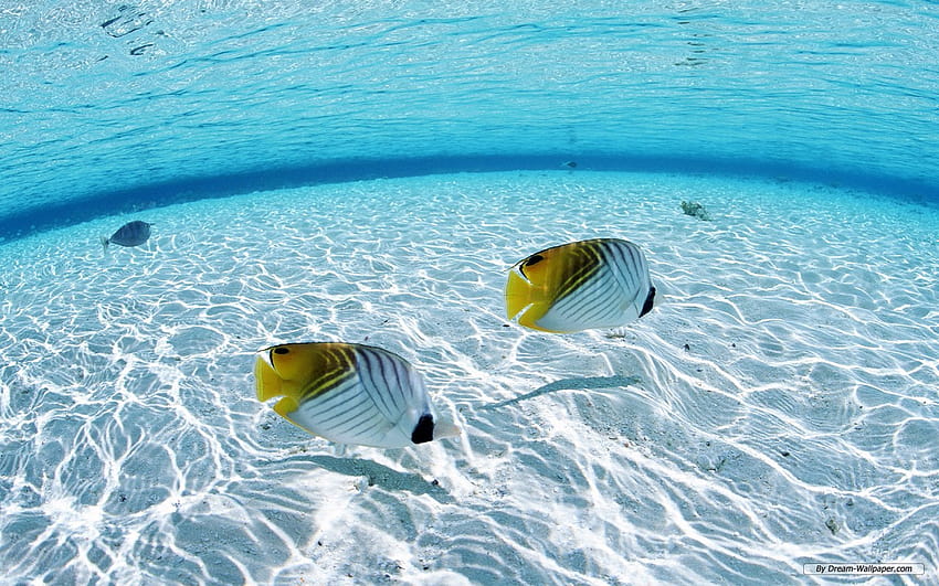 Clear Water, clear ocean HD wallpaper