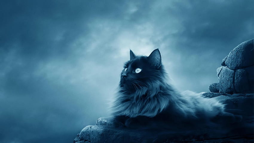 Scary Cat posted by Sarah Tremblay, creepy cats HD wallpaper
