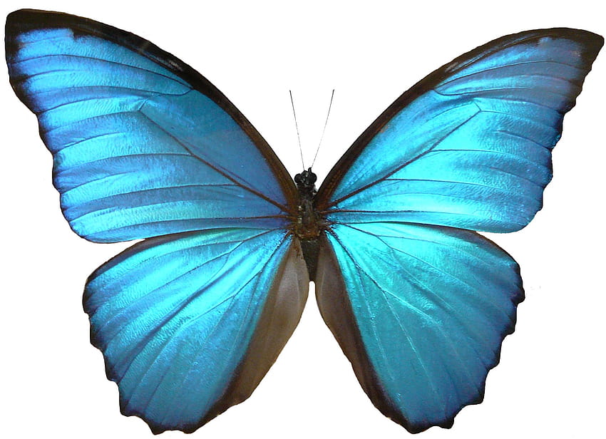 blue butterfly, morpho butterflies HD wallpaper