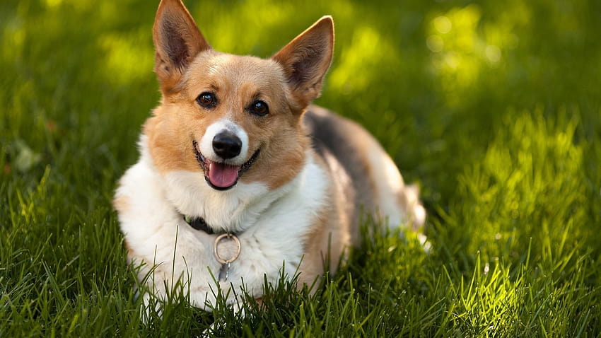 Welsh Corgi, corgis HD wallpaper | Pxfuel