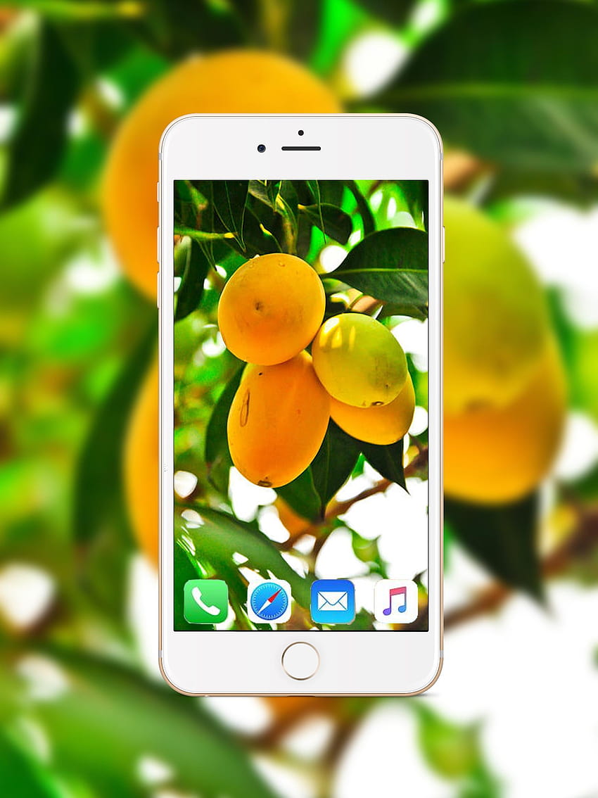 Mango für Android, Mangobaum Android HD-Handy-Hintergrundbild