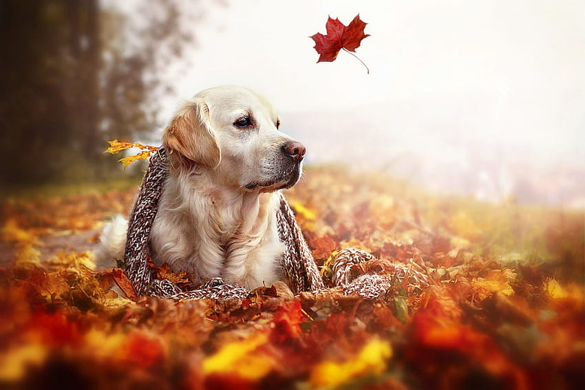Autumn hazards.. – Dog Rescue Carcassonne, autumn pets HD wallpaper