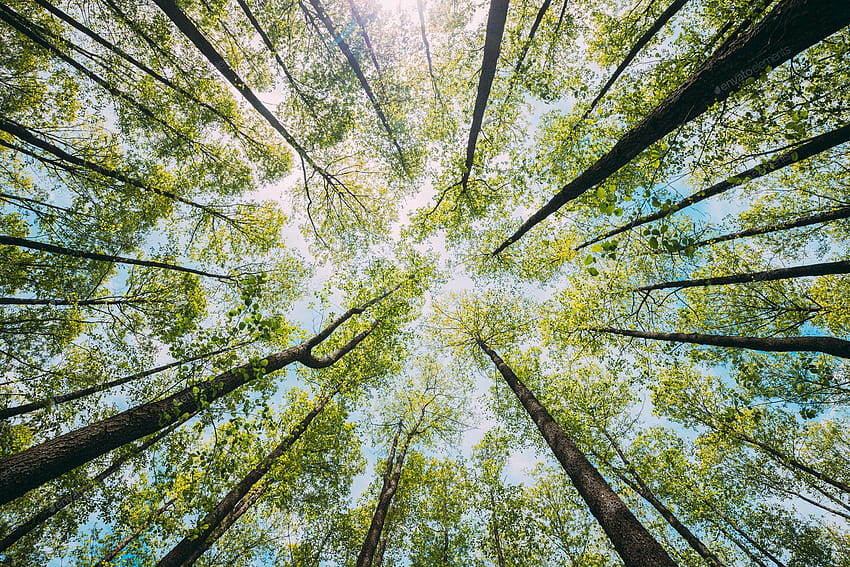 Гледайки нагоре в красиви борови широколистни горски дървета Дървета с навес. Долен изглед Широкоъгълни фонове от Grigory_bruev на Envato Elements HD тапет