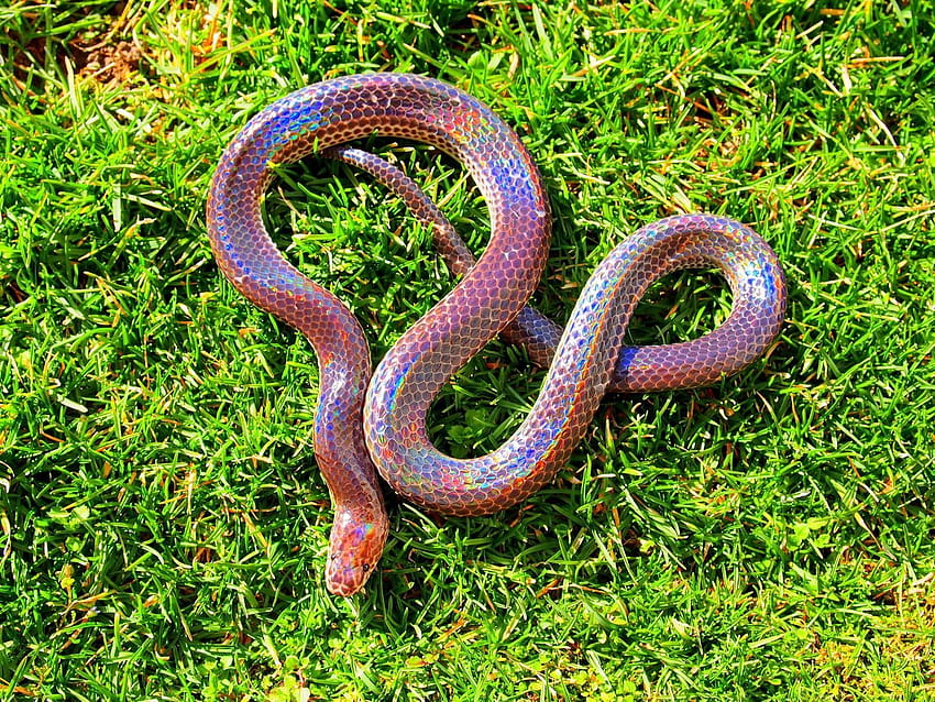 Sunbeam Snake, purple snakes HD wallpaper