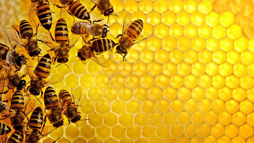 шведски медоносни пчели 1920x1080 високо качество, висока разделителна способност, спасете пчелите HD тапет