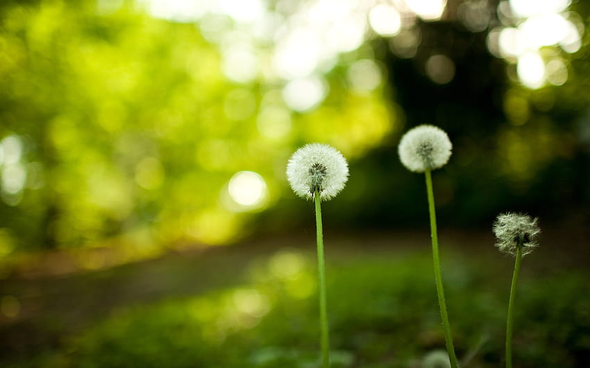 ดอกไม้ ดอกแดนดิไลอัน taraxacum เบลอ » ธรรมชาติ » GoodWP, dslr blur วอลล์เปเปอร์ HD