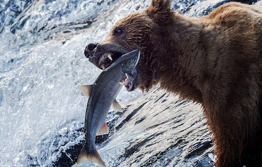 water, river, fishing, fish, bear, Alaska, grizzly, catch , section животные HD wallpaper