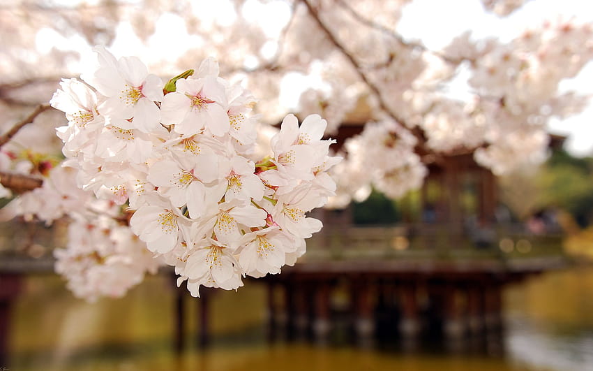 : white, wood, branch, cherry blossom, pink, spring, tree, soft, flower, plant, petal, flowering, twig, computer , floristry 2560x1600, soft spring HD wallpaper