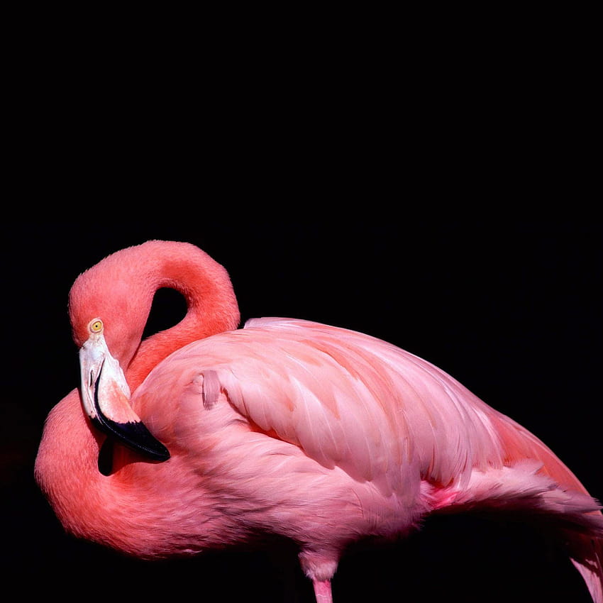 IOS7, flamingo pink HD phone wallpaper