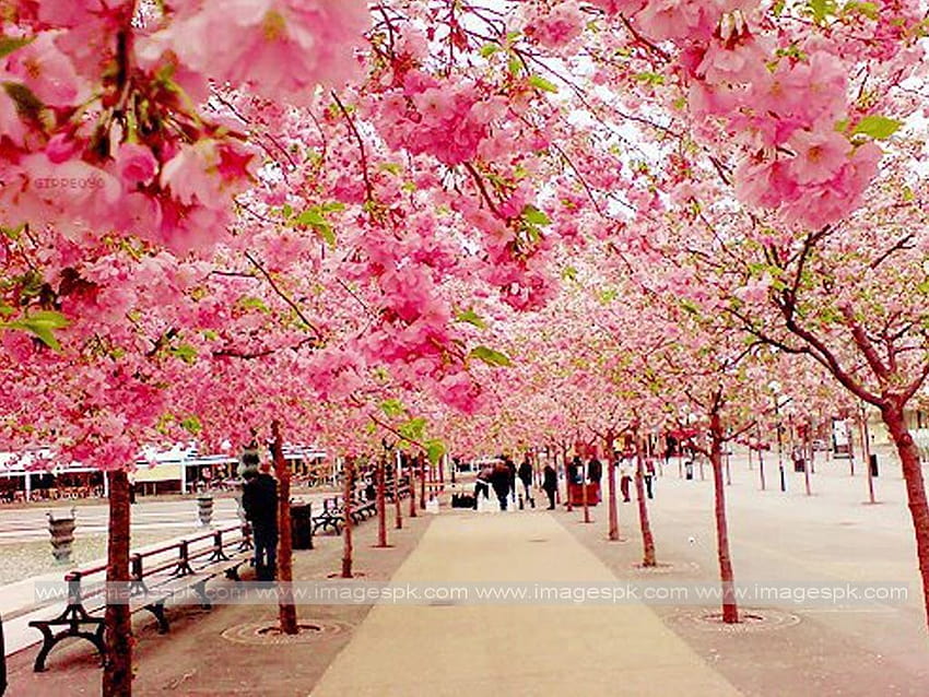 7 Cherry Blossom Backgrounds, computer cherry blossom tree HD wallpaper