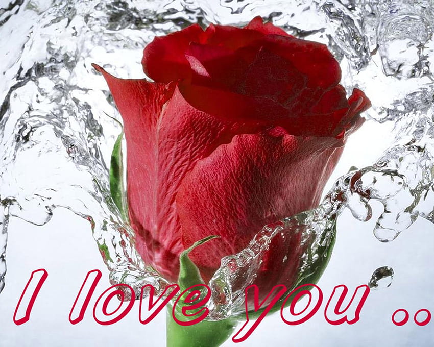 Love Message I Love You Red Rose flower water : 13, love messages HD wallpaper