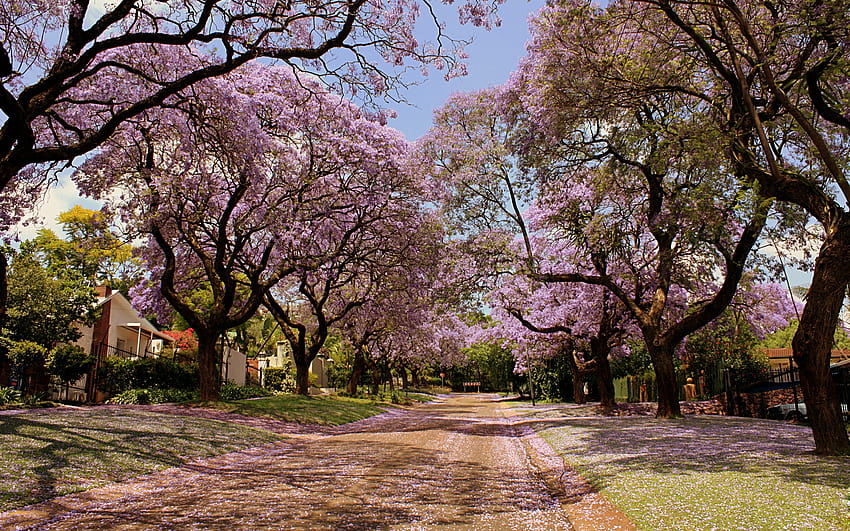 Sakura Trees Lining the Street, sakura street HD wallpaper