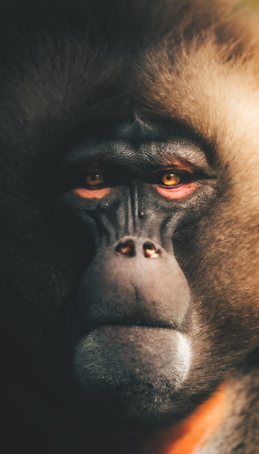 Best 50 Monkey [], monkey face HD phone wallpaper