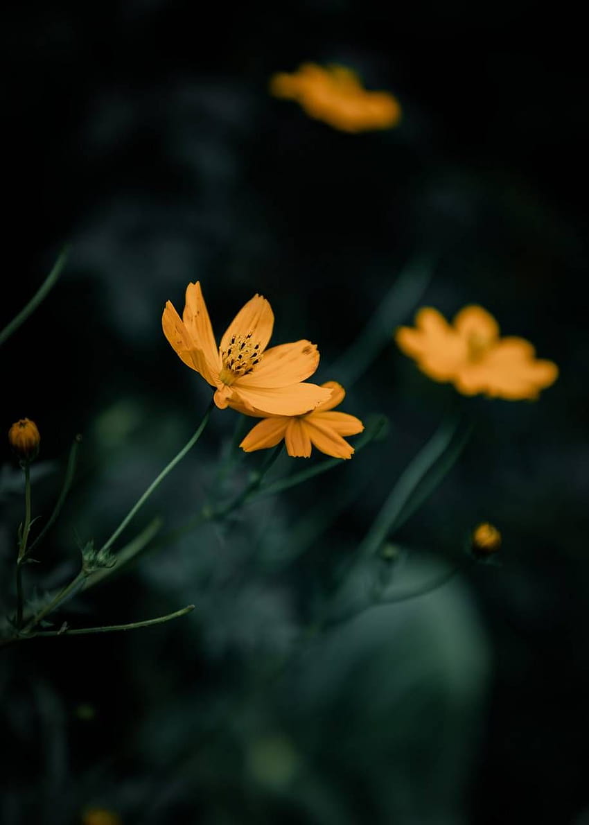 黄色の花 by kanishka_jeewantha, 黄色の花の植物 HD電話の壁紙