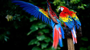 Scarlet macaws HD wallpapers: Bạn yêu động vật và mong muốn trang trí máy tính với hình nền động vật đầy màu sắc và sống động? Những hình nền Scarlet macaws HD mới nhất của chúng tôi sẽ khiến bạn cảm thấy hài lòng. Sự bắt mắt và độc đáo, nó sẽ trở thành điểm nhấn tuyệt vời cho không gian làm việc của bạn. Đừng bỏ lỡ cơ hội để sở hữu một trong những hình nền động vật tốt nhất!