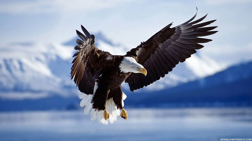 4 de águila, alas de águila fondo de pantalla | Pxfuel