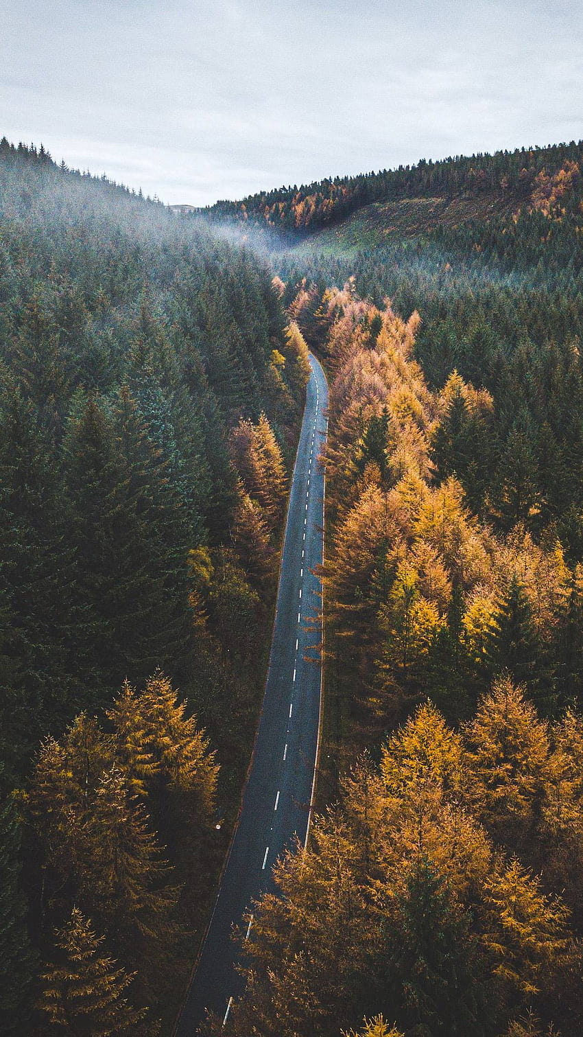 Las, drzewa, droga, truteń, jesień, niemcy jesień iphone Tapeta na telefon HD