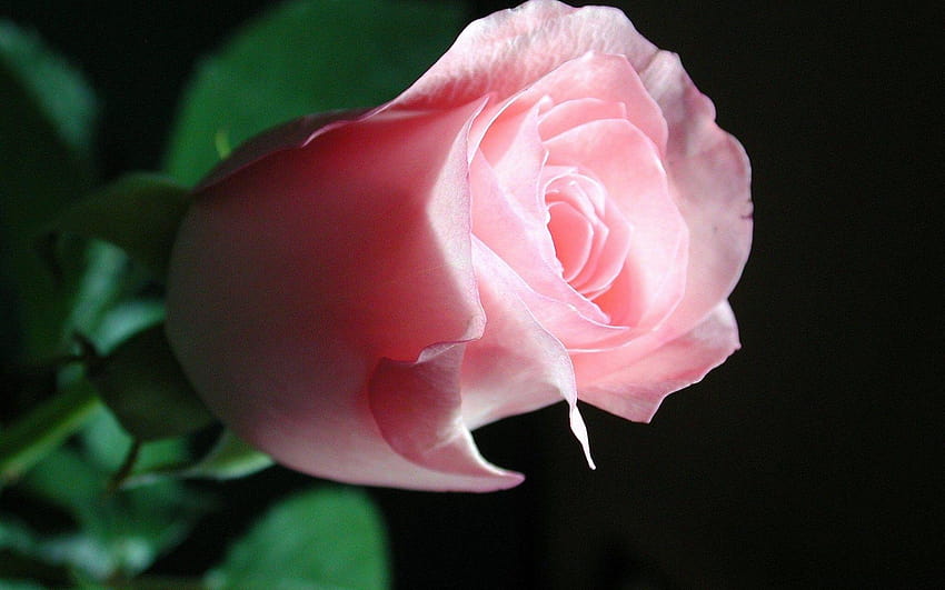 Flower: Pink Rose Green Black Impressive Full Flower, single pink rose HD  wallpaper | Pxfuel